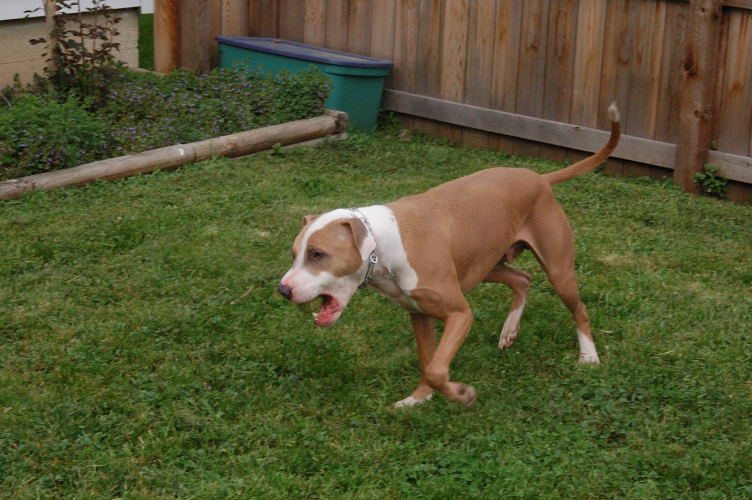caesar