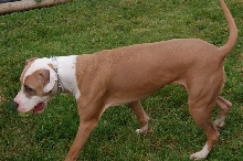 Caesar