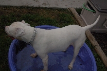 Brutus