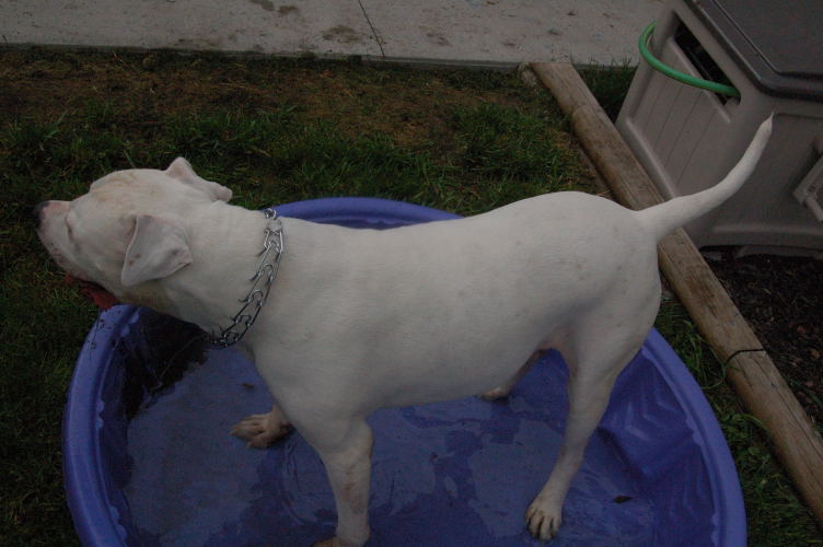 Brutus