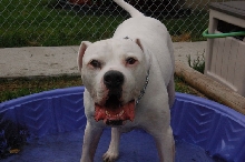 Brutus