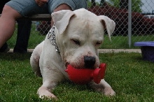 Brutus