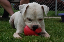 Brutus