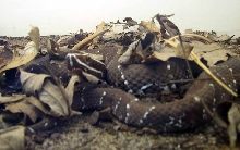 Mexican Cantil