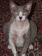 Mousie