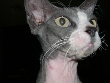 Miss Mouse