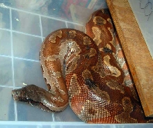 Mrs Snakeypants