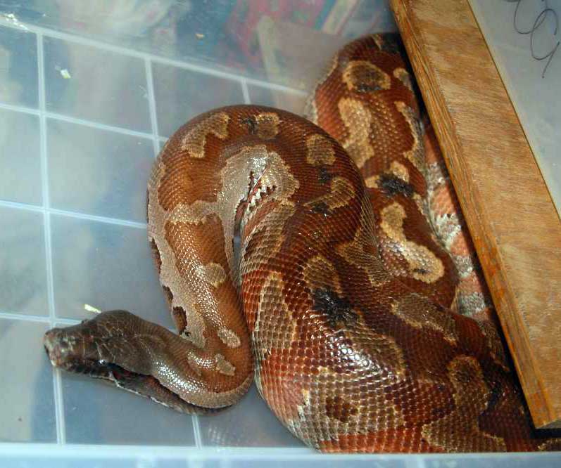 Mrs Snakeypants