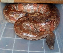 Mrs Snakeypants