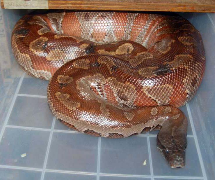 Mrs Snakeypants