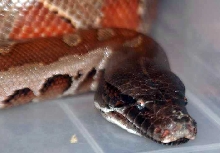 Mrs Snakeypants
