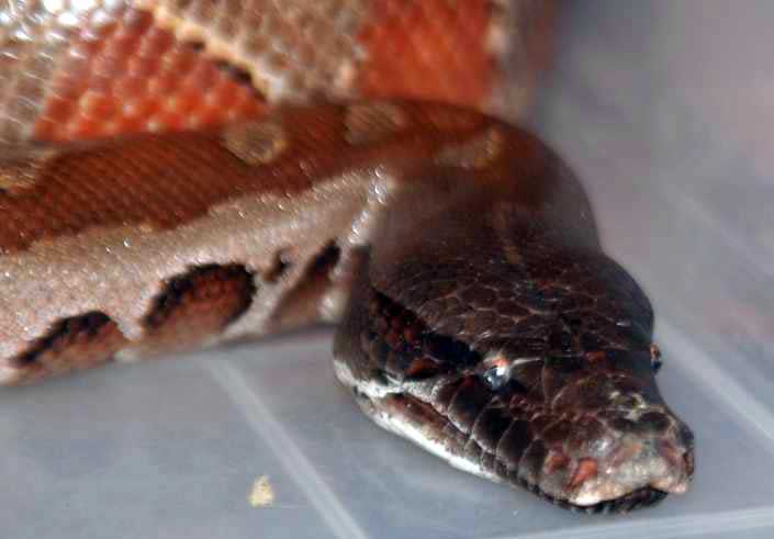 Mrs Snakeypants