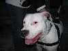 Yappy hour hosted by Central Bark