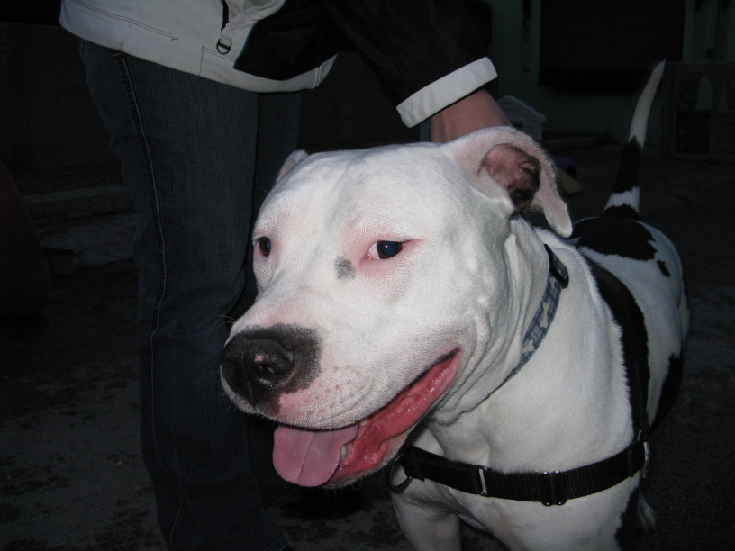 Yappy hour hosted by Central Bark
