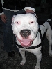 Yappy hour hosted by Central Bark