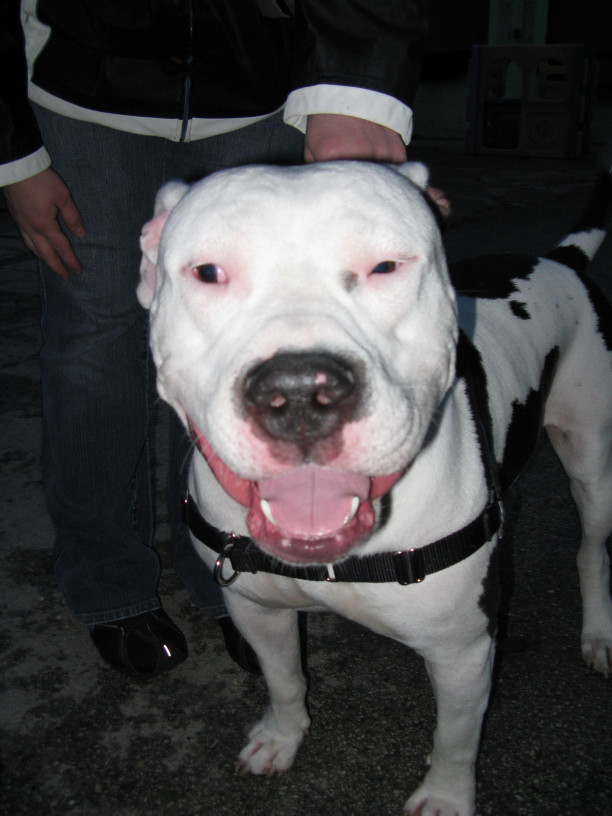 Yappy hour hosted by Central Bark