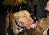 Yappy hour hosted by Central Bark