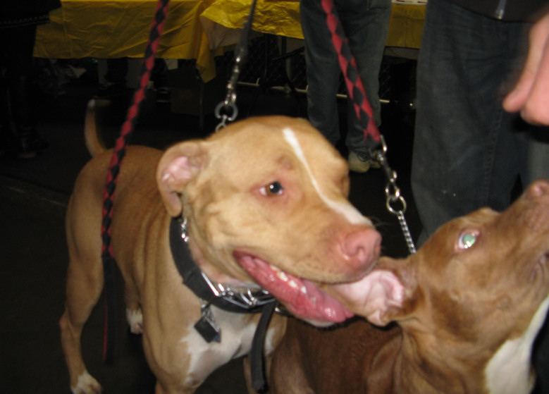 Yappy hour hosted by Central Bark