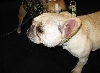 Yappy hour hosted by Central Bark