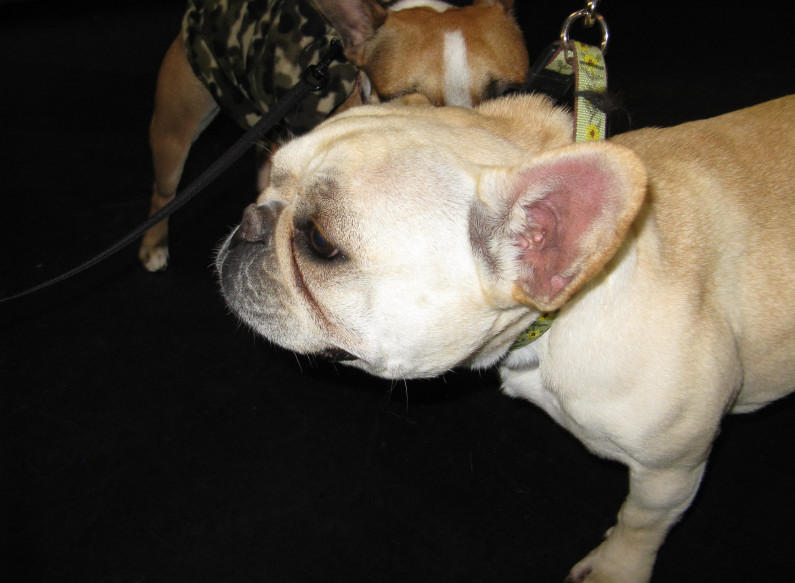Yappy hour hosted by Central Bark