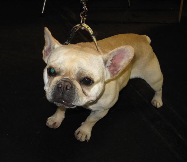 Yappy hour hosted by Central Bark