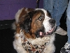 Yappy hour hosted by Central Bark