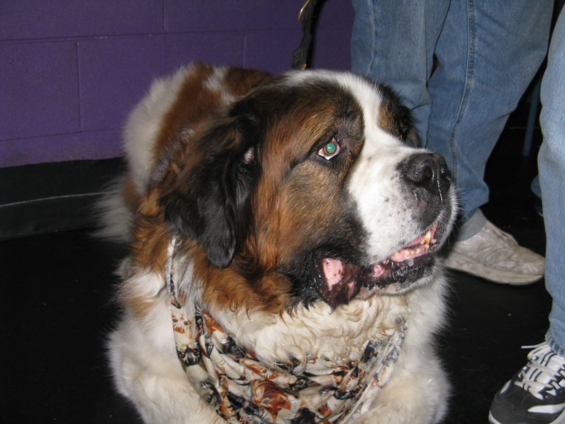 Yappy hour hosted by Central Bark
