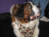 Yappy hour hosted by Central Bark