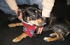 Yappy hour hosted by Central Bark