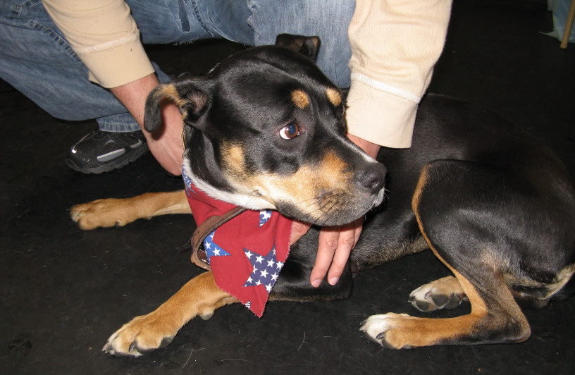 Yappy hour hosted by Central Bark