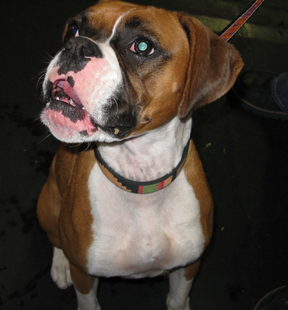 Yappy hour hosted by Central Bark