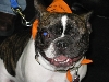 Yappy hour hosted by Central Bark