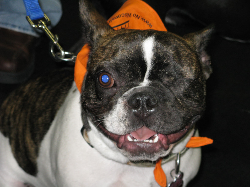 Yappy hour hosted by Central Bark