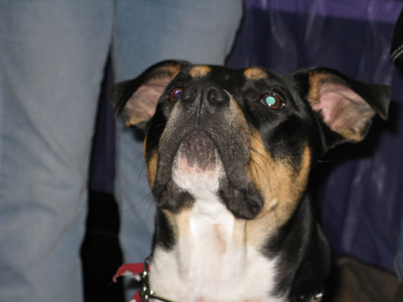 Yappy hour hosted by Central Bark