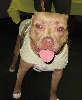 Yappy hour hosted by Central Bark
