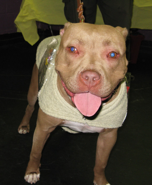 Yappy hour hosted by Central Bark