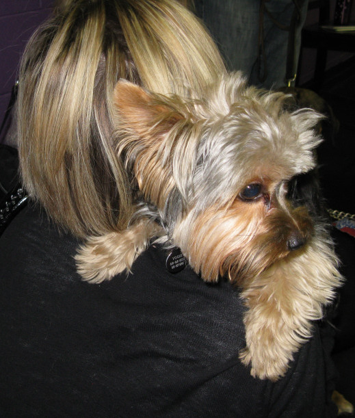 Yappy hour hosted by Central Bark