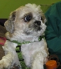 Yappy hour hosted by Central Bark