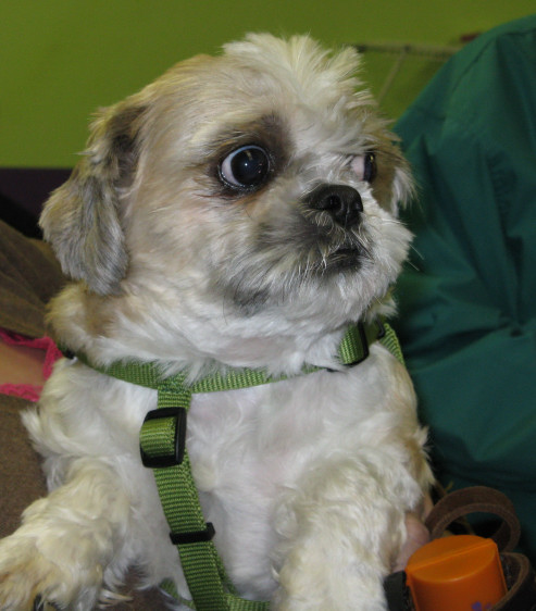 Yappy hour hosted by Central Bark
