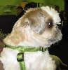 Yappy hour hosted by Central Bark