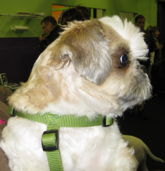 Yappy hour hosted by Central Bark