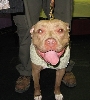 Yappy hour hosted by Central Bark