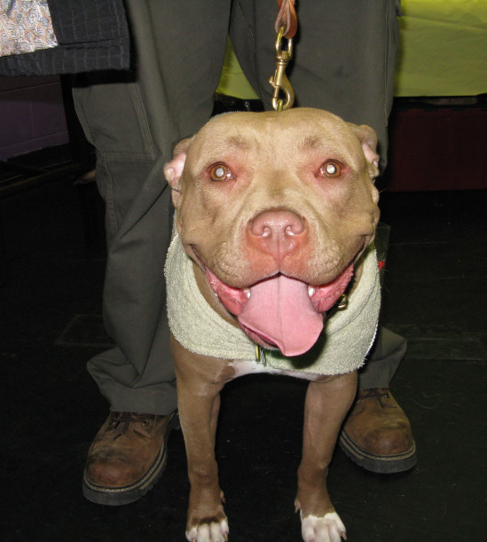Yappy hour hosted by Central Bark