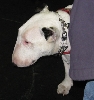 Yappy hour hosted by Central Bark