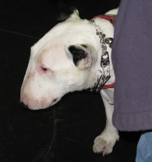 Yappy hour hosted by Central Bark