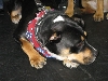 Yappy hour hosted by Central Bark