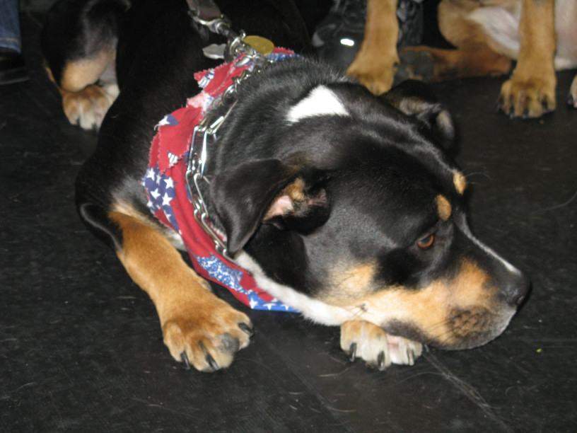 Yappy hour hosted by Central Bark