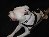 Yappy hour hosted by Central Bark