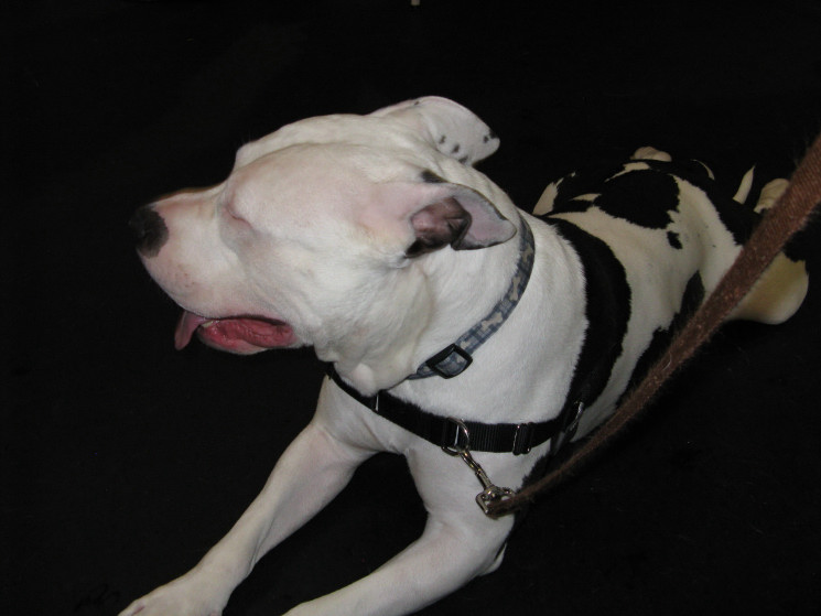 Yappy hour hosted by Central Bark