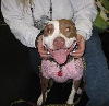 Yappy hour hosted by Central Bark